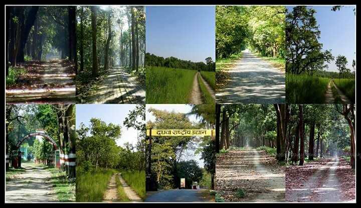 Photo of Dudhwa National Park: A Wild Heaven by illustrated_travelogue