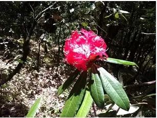 Photo of Ukhimath, Uttarakhand, India by Srijita Kundu