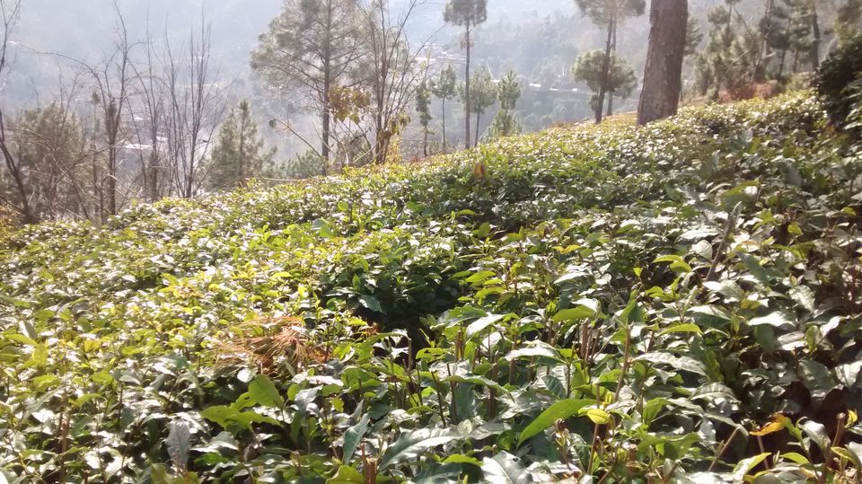 Photo of Nainital, Uttarakhand, India by Srijita Kundu