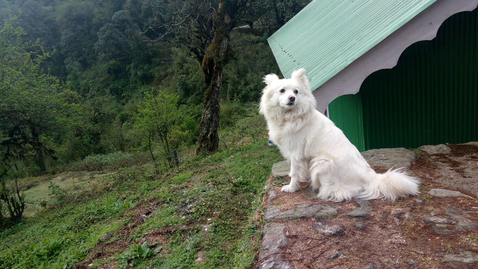 Photo of Sandakphu - Phalut trekking story 5/11 by Srijita Kundu
