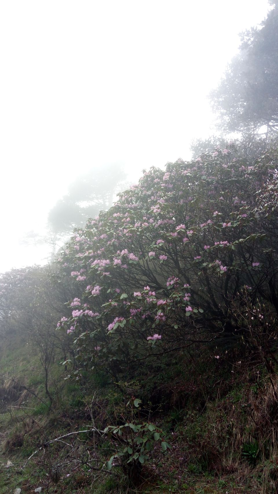 Photo of Sandakphu - Phalut trekking story 8/11 by Srijita Kundu