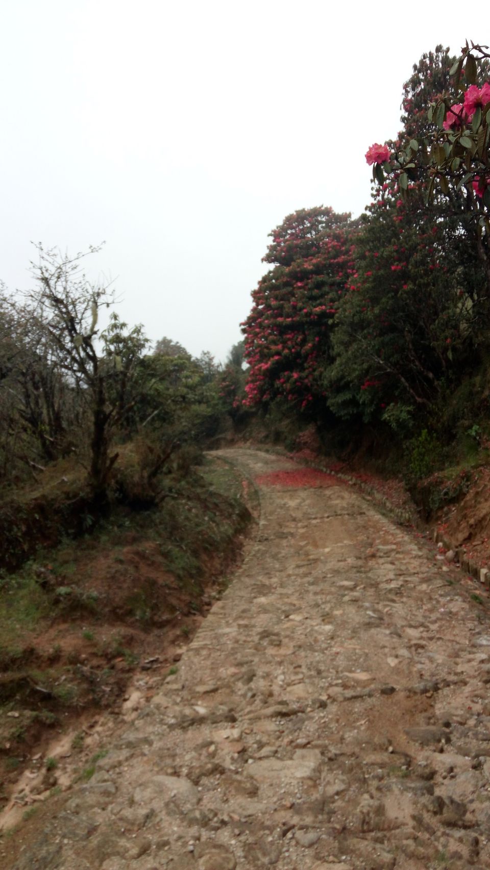 Photo of Sandakphu - Phalut trekking story 9/11 by Srijita Kundu