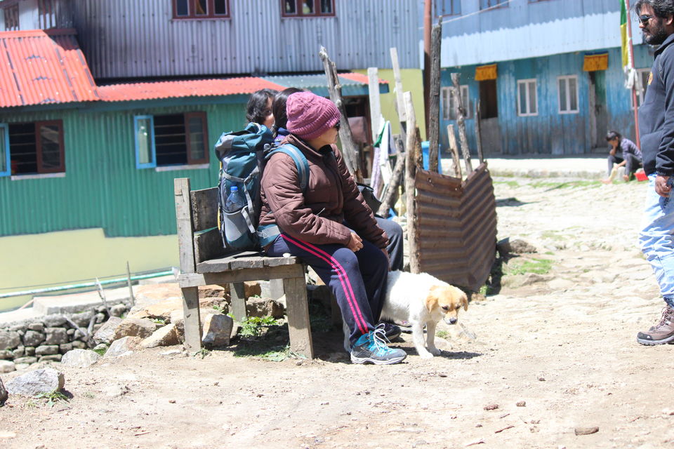 Photo of Sandakphu - Phalut trekking story 2/11 by Srijita Kundu