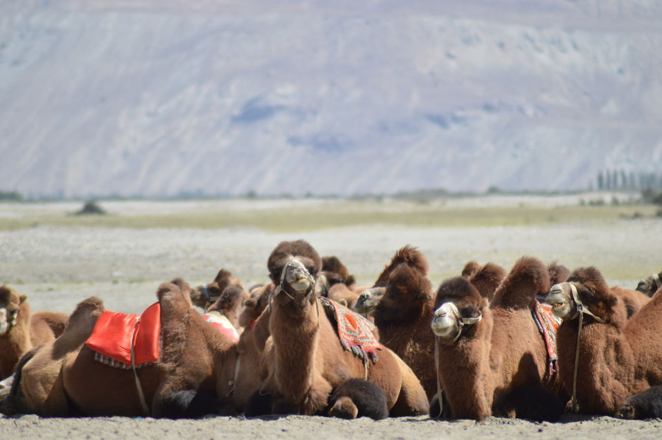 Photo of Nubra Valley by Hardik Khandelwal