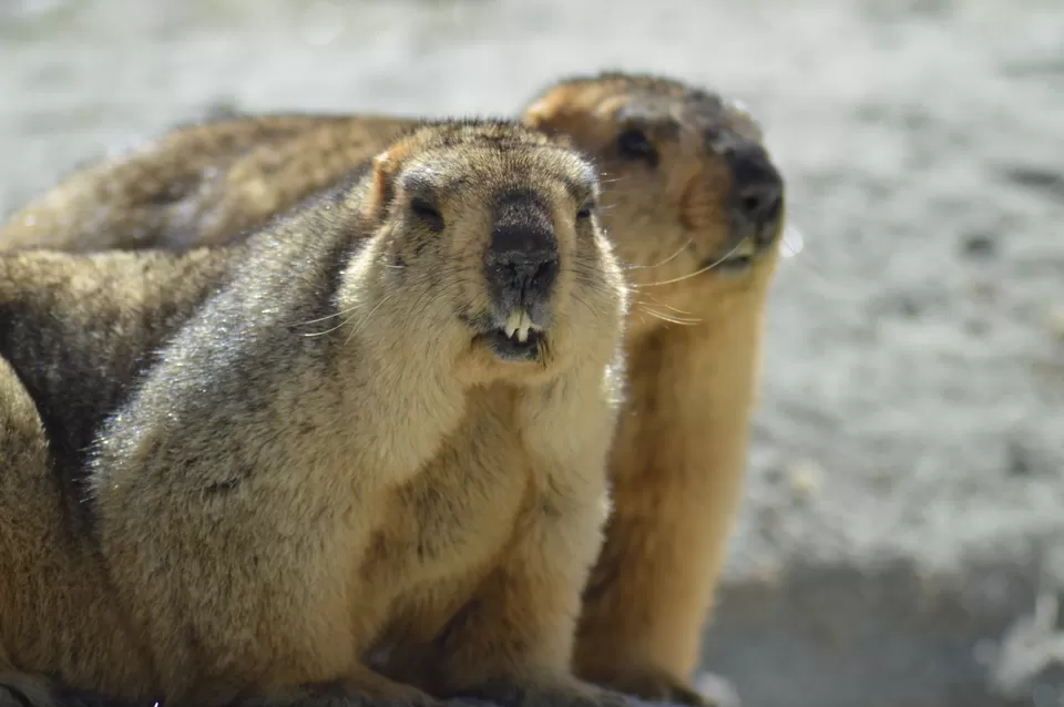 Photo of Pangong Lake by Hardik Khandelwal