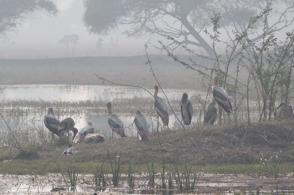 Photo of A desi trail to videshi birds!!! 9/18 by Sohita Dikshit♥♥♥(gYpsy sOul)