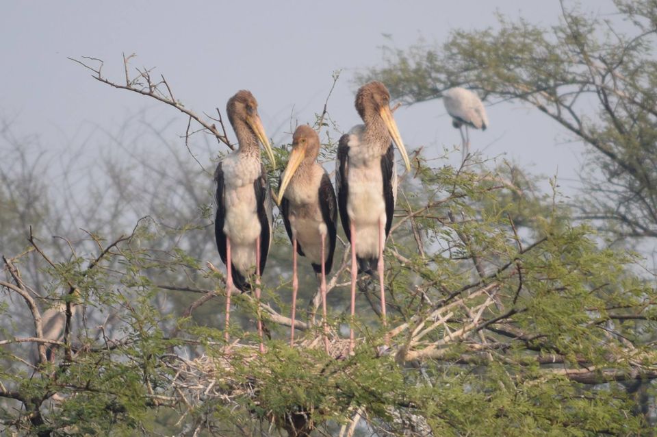 Photo of A desi trail to videshi birds!!! by Sohita Dikshit♥♥♥(gYpsy sOul)
