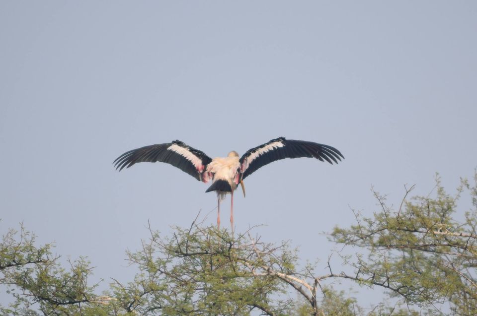 Photo of A desi trail to videshi birds!!! 12/18 by Sohita Dikshit♥♥♥(gYpsy sOul)