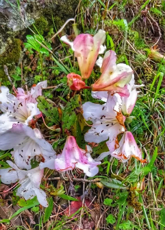 Photo of Trekking To The Majestic Shirui Lily In Ukhrul | Her Little Space by Preeya Darshini