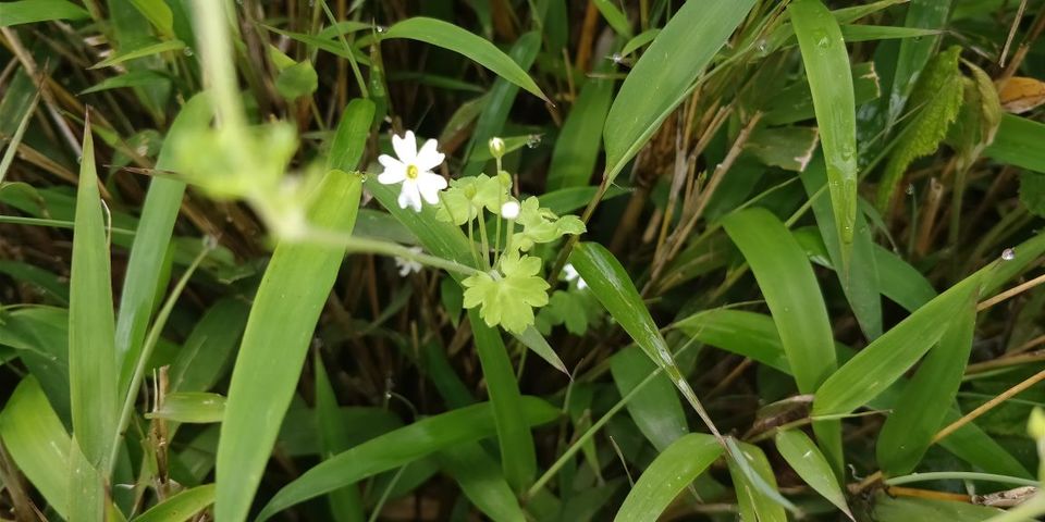 Photo of Trekking To The Majestic Shirui Lily In Ukhrul | Her Little Space by Preeya Darshini