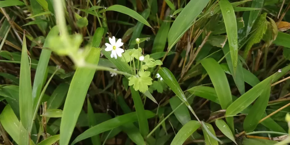 Photo of Trekking To The Majestic Shirui Lily In Ukhrul | Her Little Space by Preeya Darshini
