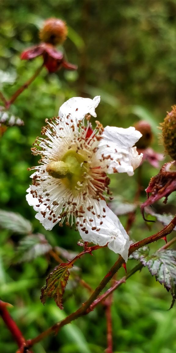 Photo of Trekking To The Majestic Shirui Lily In Ukhrul | Her Little Space by Preeya Darshini
