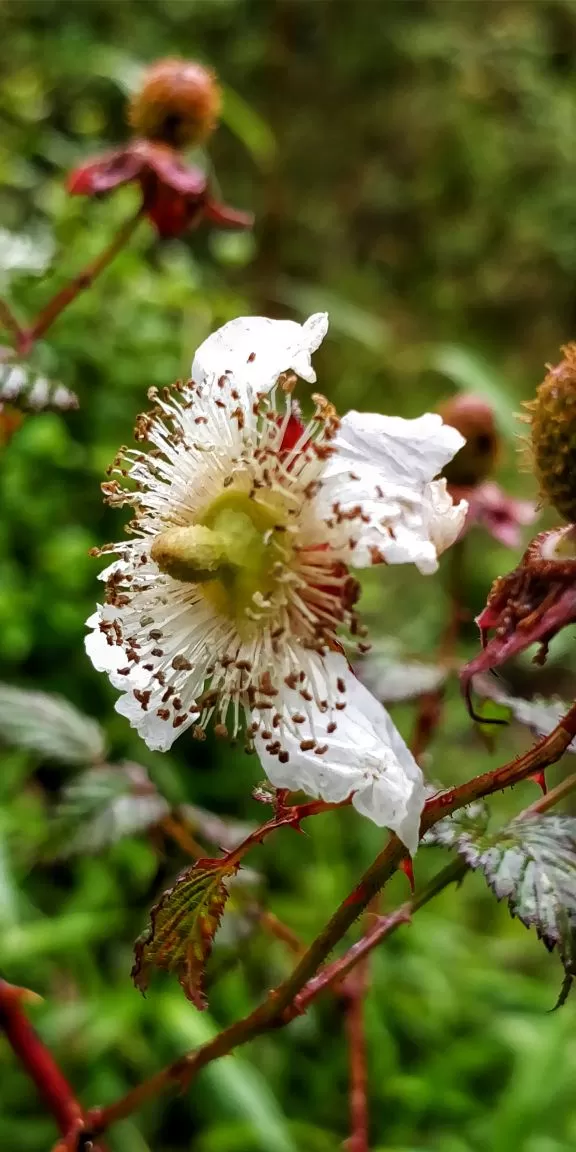 Photo of Trekking To The Majestic Shirui Lily In Ukhrul | Her Little Space by Preeya Darshini