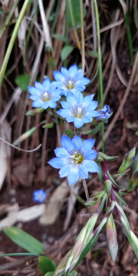 Photo of Trekking To The Majestic Shirui Lily In Ukhrul | Her Little Space by Preeya Darshini