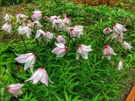 Photo of Trekking To The Majestic Shirui Lily In Ukhrul | Her Little Space by Preeya Darshini