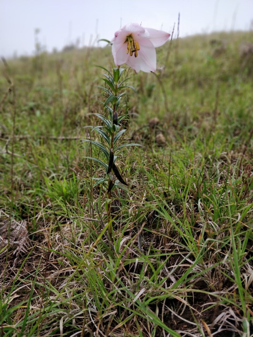 Photo of Trekking To The Majestic Shirui Lily In Ukhrul | Her Little Space by Preeya Darshini