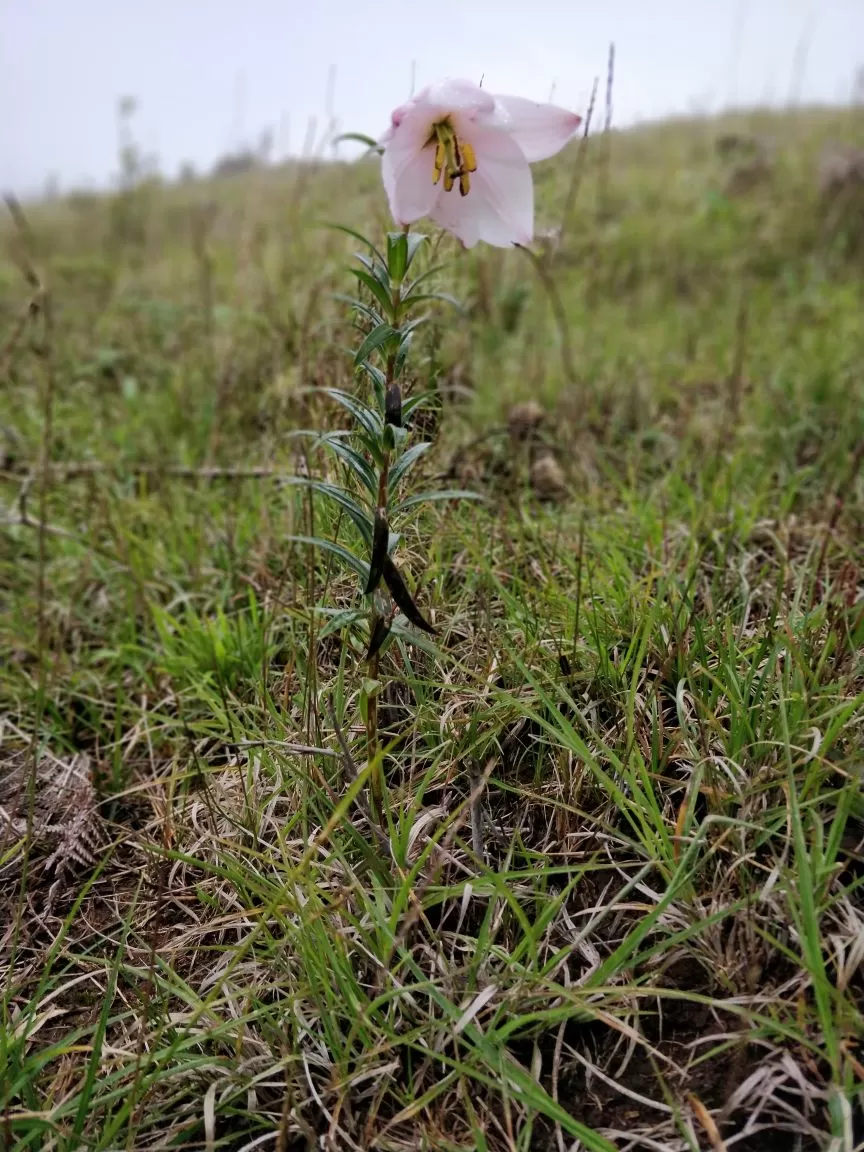 Photo of Trekking To The Majestic Shirui Lily In Ukhrul | Her Little Space by Preeya Darshini