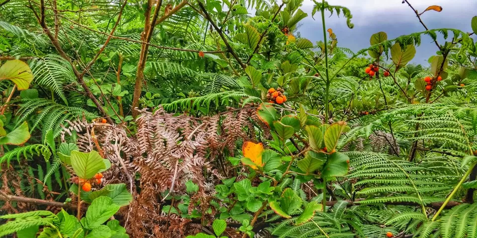 Photo of Ukhrul, Manipur, India by Preeya Darshini