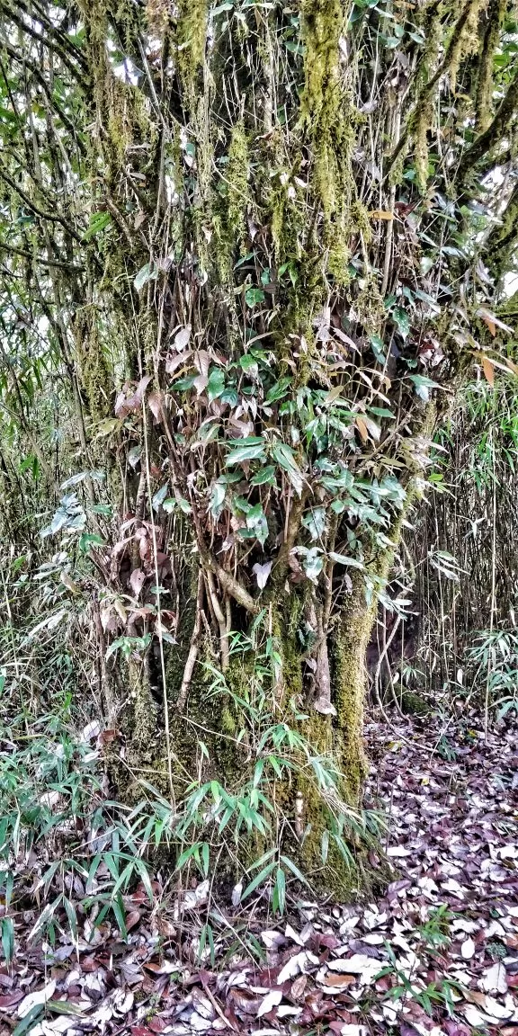 Photo of Trekking To The Majestic Shirui Lily In Ukhrul | Her Little Space by Preeya Darshini