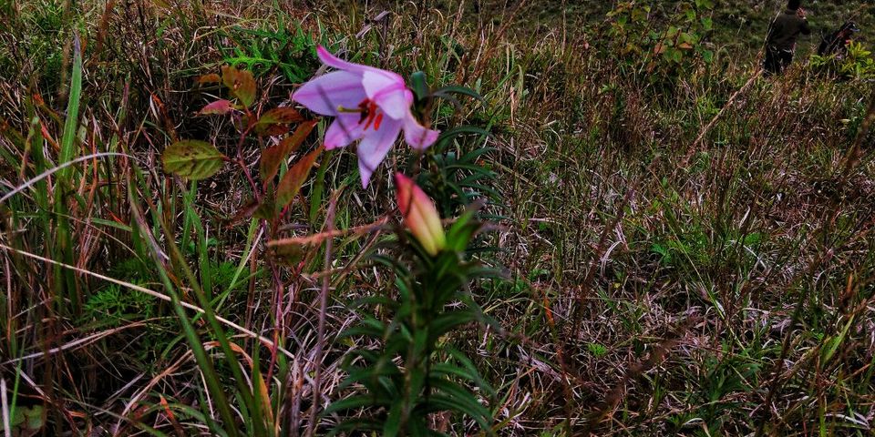 Photo of Trekking To The Majestic Shirui Lily In Ukhrul | Her Little Space by Preeya Darshini
