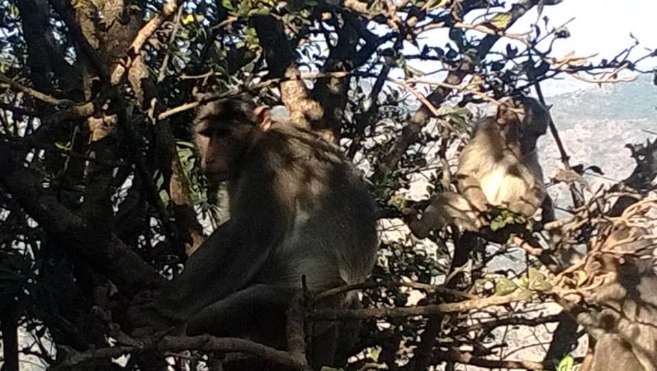 Photo of Milestone Mahabaleshwar via Panchgani 5/9 by aditi.paliwal022