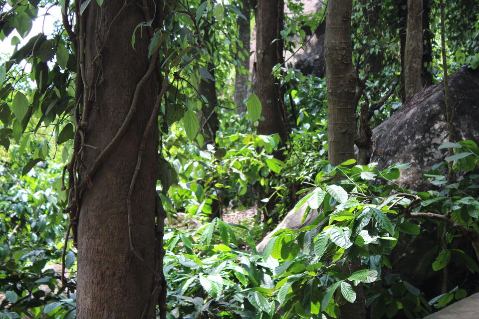 Photo of Wayanad a Road Trip 5/51 by aditi.paliwal022