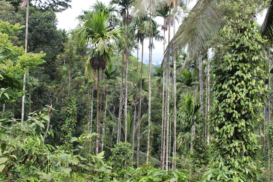 Photo of Wayanad a Road Trip 32/51 by aditi.paliwal022