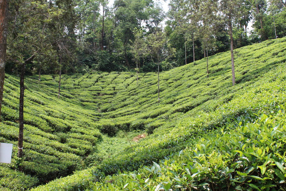 Photo of Wayanad a Road Trip 38/51 by aditi.paliwal022