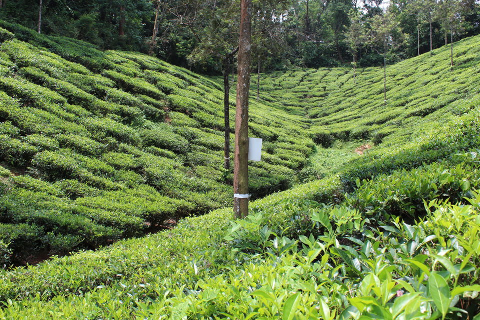 Photo of Wayanad a Road Trip 39/51 by aditi.paliwal022