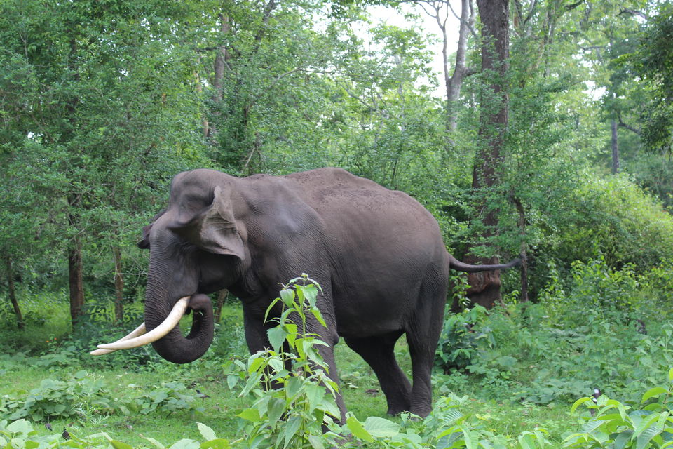 Photo of Wayanad a Road Trip 51/51 by aditi.paliwal022