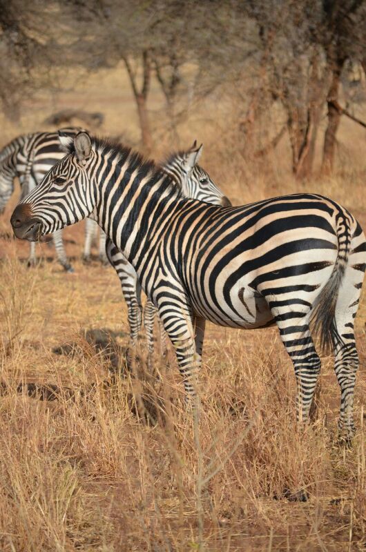 Photo of 5days / 4nights amazing Tanzania 4/7 by J. M. Tours Ltd