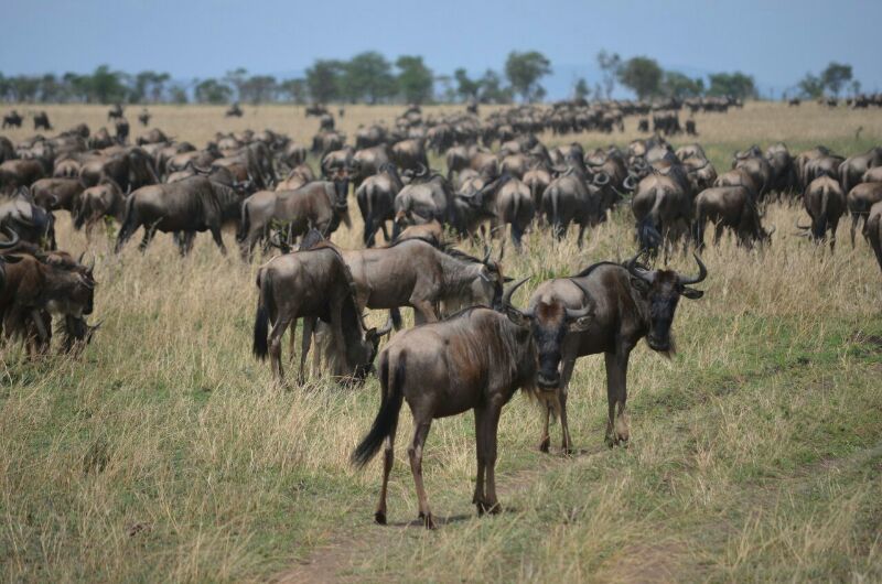 Photo of 5days / 4nights amazing Tanzania 5/7 by J. M. Tours Ltd