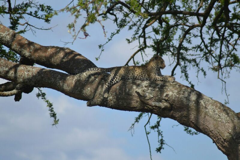 Photo of 5days / 4nights amazing Tanzania 6/7 by J. M. Tours Ltd