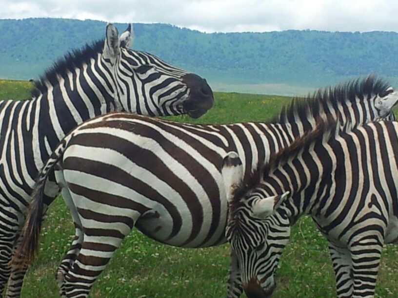 Photo of 3days / 2 nights trip Tanzania 5/6 by J. M. Tours Ltd