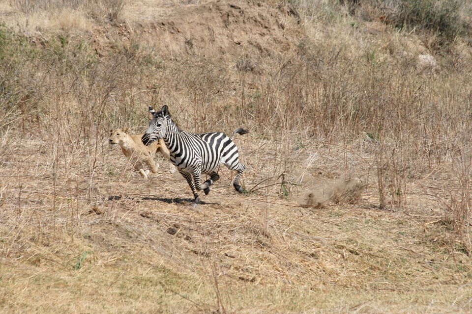 Photo of 5days / 4nights amazing Tanzania 7/7 by J. M. Tours Ltd