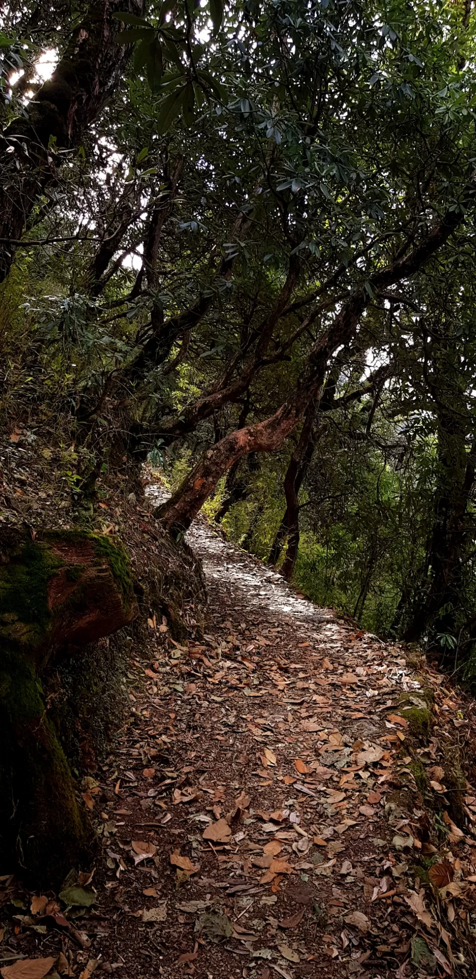 Photo of Trek to Chandrashila by Prakhar Misra