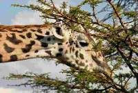 Photo of by African Servalcat Safaris