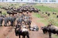 Photo of Wildlife Migration Safaris Masai Mara by African Servalcat Safaris
