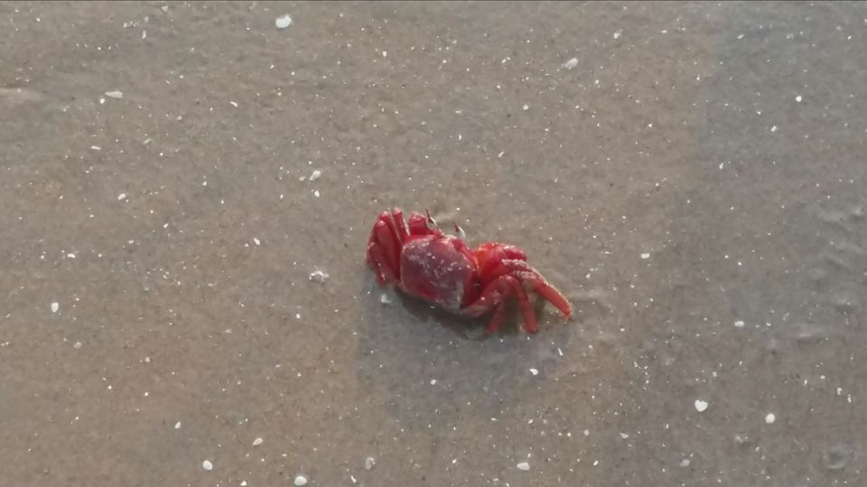 Photo of Just Beachy~Sankarpur by Tanushree Roy