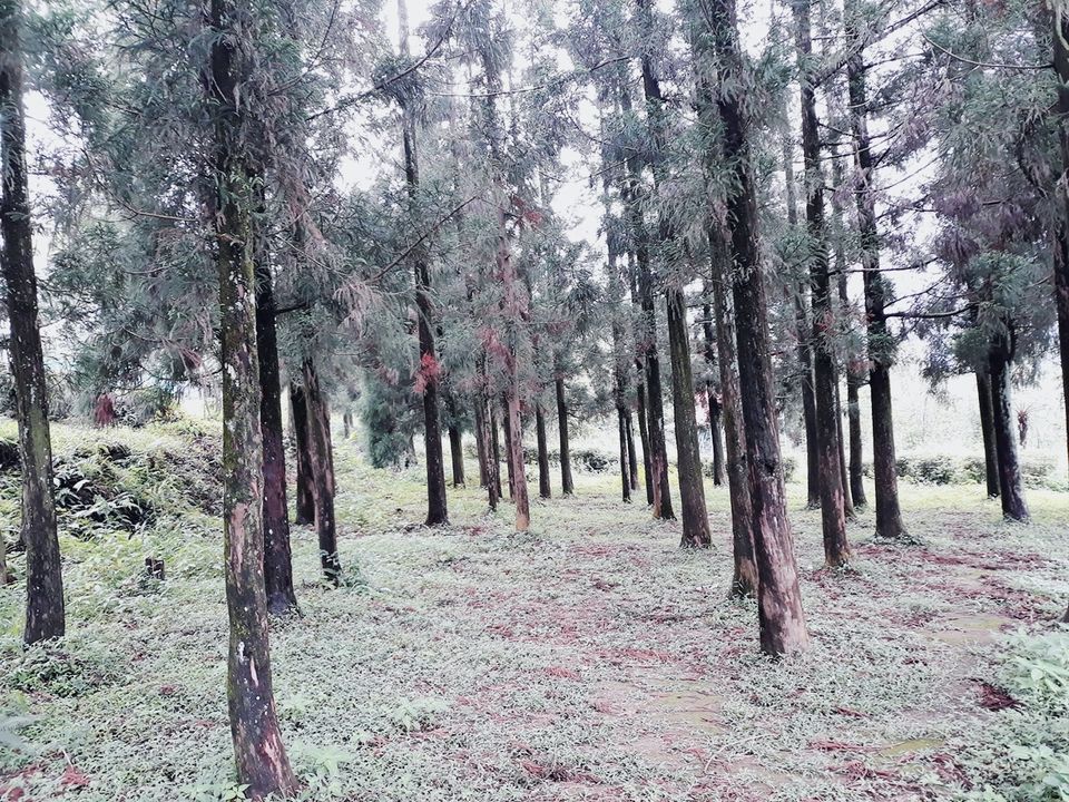 Photo of Murti Tourist Lodge - Bengal Tourism - Murti, Murti, West Bengal, India by Tanushree Roy