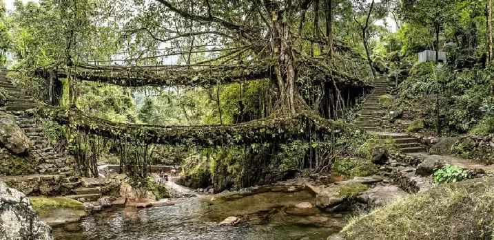 Photo of Living Root Bridge, Mawlynnong, Surok Mawlynnong, Mawlynnong, Meghalaya, India by Aditi & Deepak