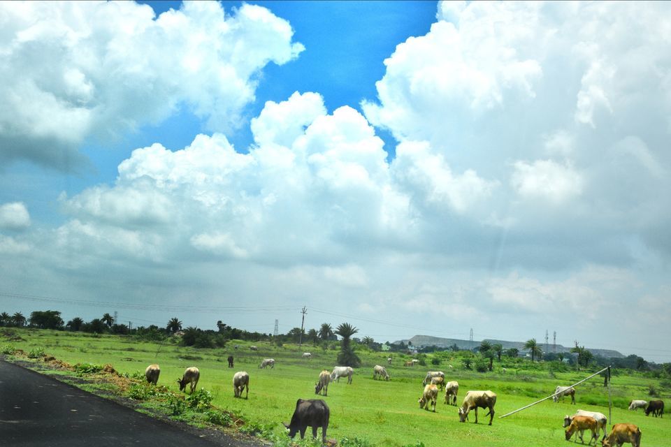 Photo of The grasslands of Asansol, West Bengal by lonely musafir