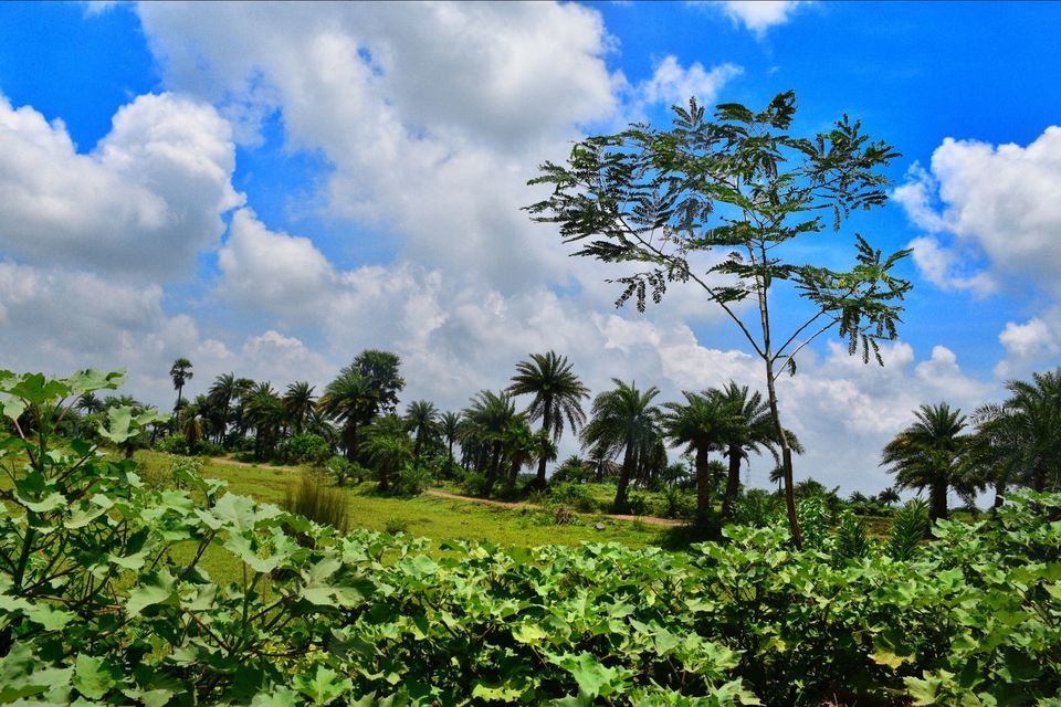 Photo of The grasslands of Asansol, West Bengal by lonely musafir