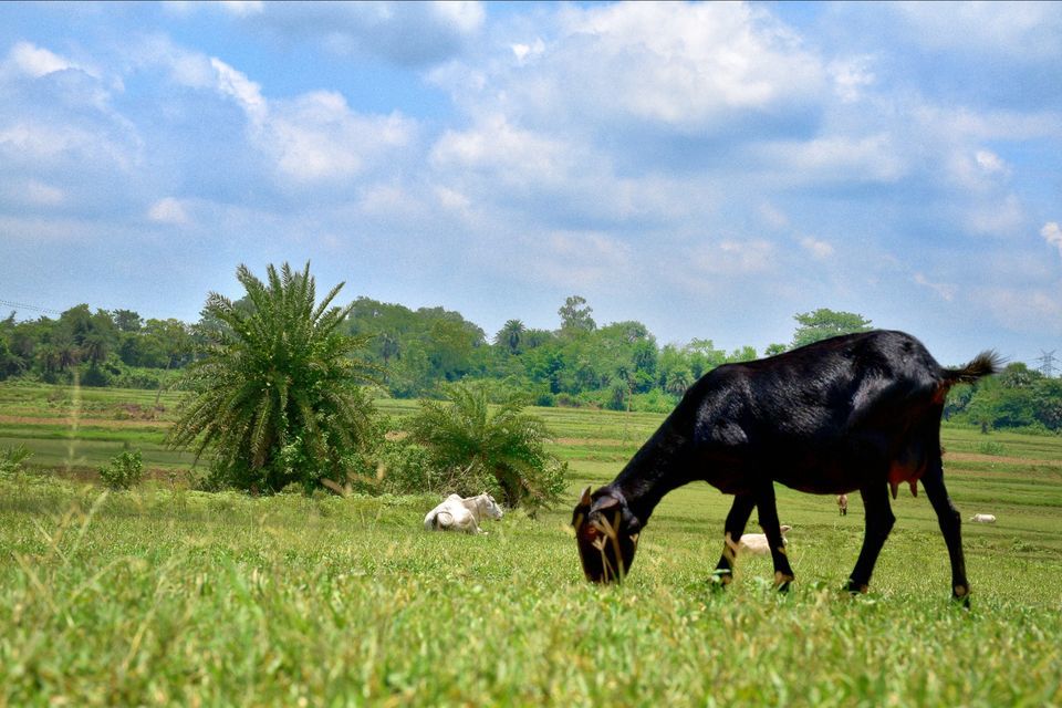 Photo of The grasslands of Asansol, West Bengal by lonely musafir