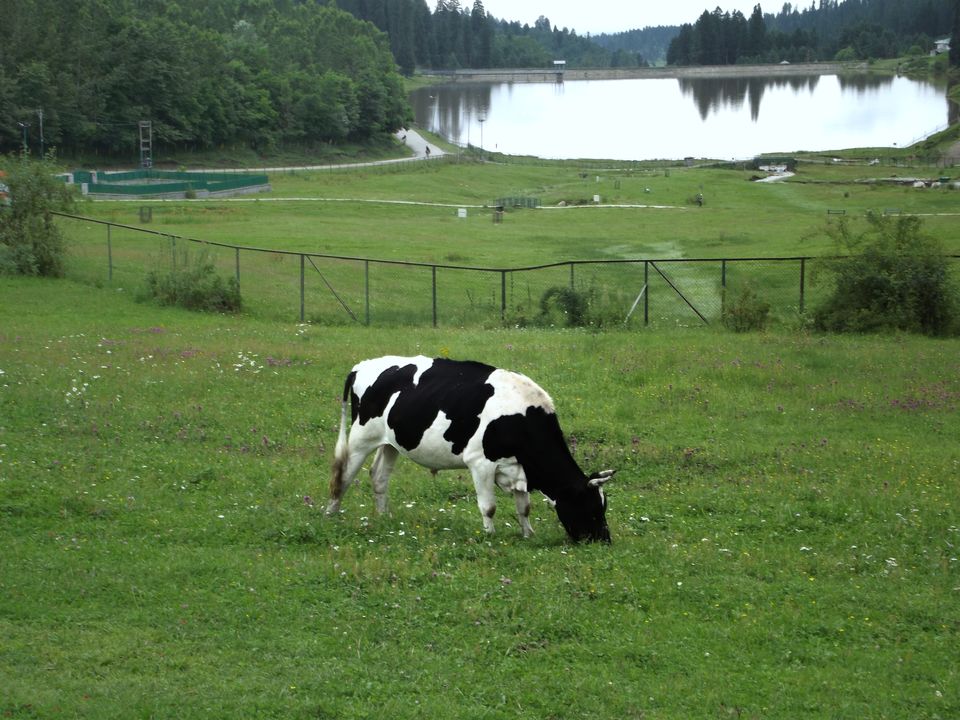 Photo of Kashmir-Yousmarg, The untouched part of Kashmir by lonely musafir