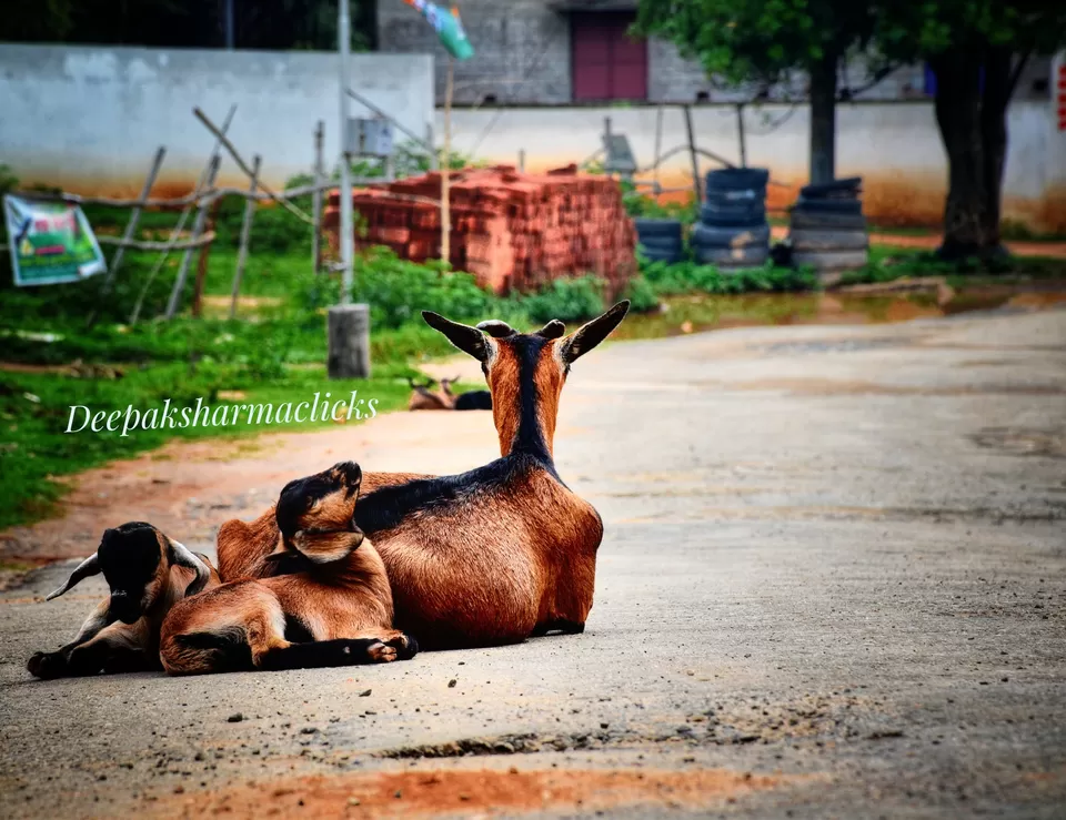 Photo of Ayodhya Hills- A Beautiful Tribal World Nested Inside a Dense Forest. by lonely musafir