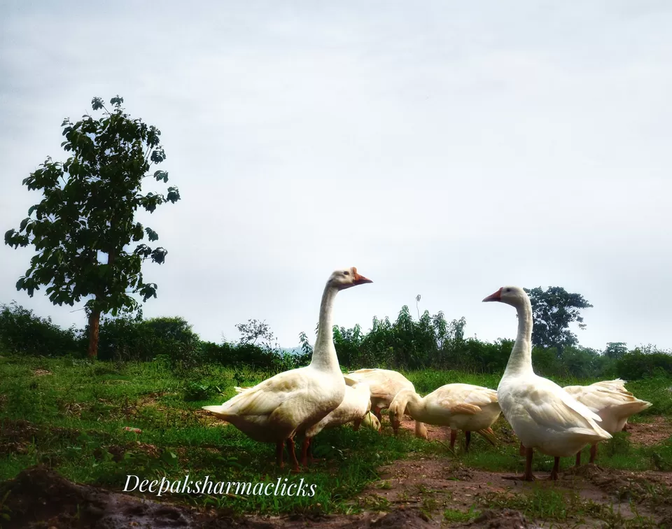 Photo of Ayodhya Hills- A Beautiful Tribal World Nested Inside a Dense Forest. by lonely musafir