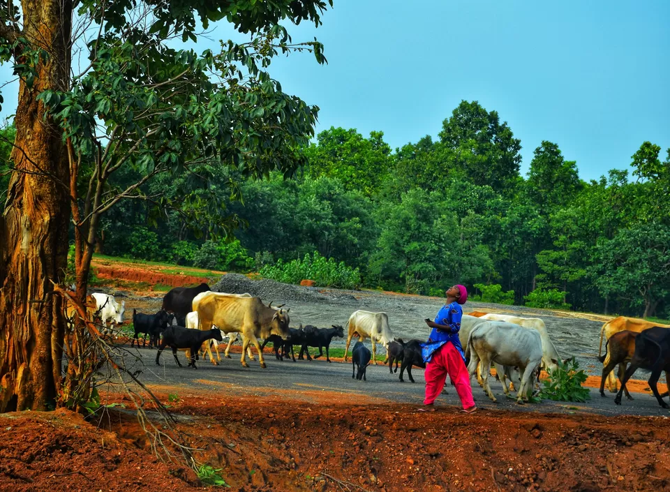 Photo of Ayodhya Hills- A Beautiful Tribal World Nested Inside a Dense Forest. by lonely musafir