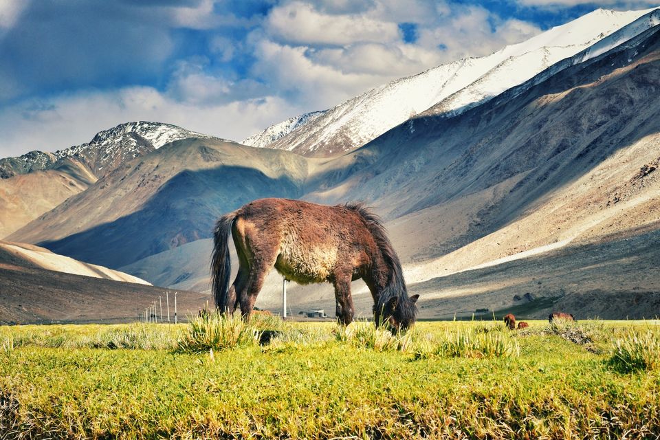 Photo of Ladakh 2.0 (A Video blog of my bike ride across Himalayas on Royal Enfield Himalayan) by lonely musafir