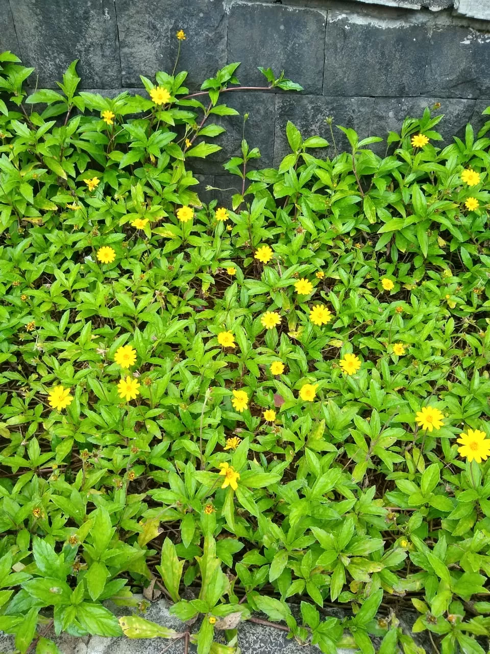 Photo of Mulshi, Maharashtra, India by Rasika Tamhane